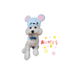 雪丸☆雫☆トイプードル＆チワプープー②（個別スタンプ：25）