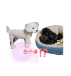 雪丸☆雫☆トイプードル＆チワプープー②（個別スタンプ：29）