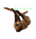 ゆるっとナマケモノさん（個別スタンプ：3）