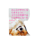 コーギーのユウナ（個別スタンプ：4）