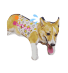 コーギーのユウナ（個別スタンプ：5）
