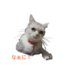 スコのまぁる（個別スタンプ：1）