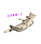 スコのまぁる（個別スタンプ：4）