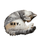 スコのまぁる（個別スタンプ：5）