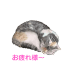 スコのまぁる（個別スタンプ：8）
