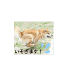 catアンドdog（個別スタンプ：13）