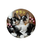 catアンドdog（個別スタンプ：27）