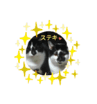 catアンドdog（個別スタンプ：33）