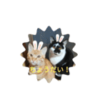 catアンドdog（個別スタンプ：34）