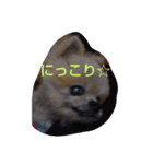 老犬大好き（個別スタンプ：2）