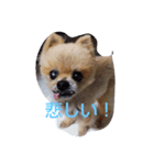 老犬大好き（個別スタンプ：5）