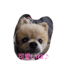 老犬大好き（個別スタンプ：6）