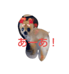 老犬大好き（個別スタンプ：7）