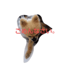 老犬大好き（個別スタンプ：8）