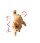 ヒカルの日常（個別スタンプ：7）