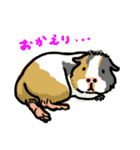 驚愕！ モルモットの世界 2（個別スタンプ：8）