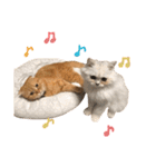 おサニとピース（個別スタンプ：1）