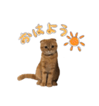 おサニとピース（個別スタンプ：2）