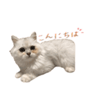 おサニとピース（個別スタンプ：6）