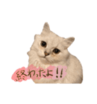 おサニとピース（個別スタンプ：16）