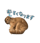 おサニとピース（個別スタンプ：19）