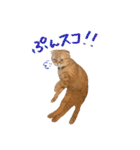 おサニとピース（個別スタンプ：20）