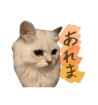 おサニとピース（個別スタンプ：25）
