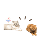 おサニとピース（個別スタンプ：40）
