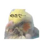 オカメのほっぺちゃん（個別スタンプ：6）