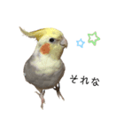 オカメのほっぺちゃん（個別スタンプ：11）