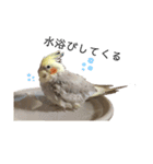 オカメのほっぺちゃん（個別スタンプ：13）