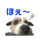 てぃーちゃんの日常（個別スタンプ：5）