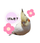 オカメインコのあおちゃん（個別スタンプ：23）