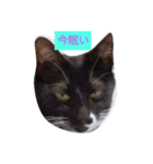 リアル黒猫スタンプ（個別スタンプ：1）