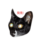 リアル黒猫スタンプ（個別スタンプ：2）