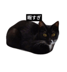 リアル黒猫スタンプ（個別スタンプ：4）
