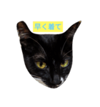 リアル黒猫スタンプ（個別スタンプ：5）