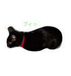 リアル黒猫スタンプ（個別スタンプ：8）