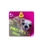 チワワのラズくん5（個別スタンプ：1）