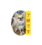 チワワのラズくん5（個別スタンプ：2）