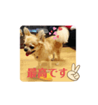 チワワのラズくん5（個別スタンプ：3）