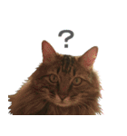 猫のシーマスタンプ（個別スタンプ：1）