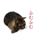 猫のシーマスタンプ（個別スタンプ：3）