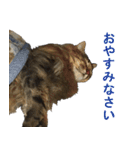 猫のシーマスタンプ（個別スタンプ：6）