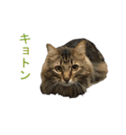 猫のシーマスタンプ（個別スタンプ：8）
