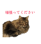 猫のシーマスタンプ（個別スタンプ：9）