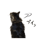 猫のシーマスタンプ（個別スタンプ：10）