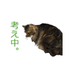 猫のシーマスタンプ（個別スタンプ：12）