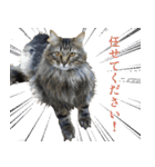猫のシーマスタンプ（個別スタンプ：13）