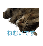 猫のシーマスタンプ（個別スタンプ：15）